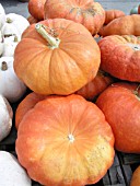PUMPKIN CINDERELLA