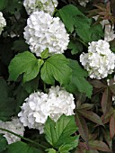 VIBURNUM OPULUS ROSEUM