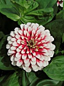 ZINNIA ELEGANS SWIZZLE CHERRY AND IVORY