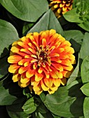 ZINNIA ELEGANS SWIZZLE SCARLET AND YELLOW