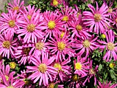 ASTER NOVI-BELGII JENNY