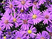 ASTER NOVI-BELGII JUDITH