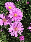 ASTER NOVI-BELGII PATRICIA BALLARD