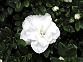 AZALEA HARDY GARDENIA