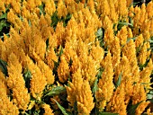 CELOSIA PLUMOSA CENTURY YELLOW