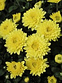 DENDRANTHEMA (CHRYSANTHEMUM) GRANDIFLORA BRIGHT TRACY