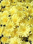 DENDRANTHEMA (CHRYSANTHEMUM) GRANDIFLORA JESSICA