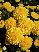 DENDRANTHEMA (CHRYSANTHEMUM) GRANDIFLORA SUNNY ROBIN