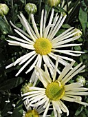 DENDRANTHEMA (CHRYSANTHEMUM) GRANDIFLORA WHITE ILLUSION