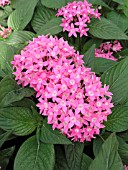 PENTAS LANCEOLATA BUTTERLY DEEP PINK