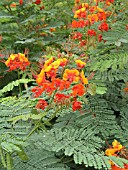 CAESALPINIA PULCHERRIMA