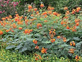 CAESALPINIA PULCHERRIMA