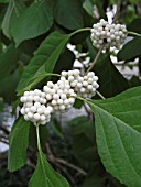 CALLICARPA AMERICANA LACTEA