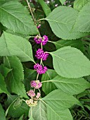 CALLICARPA AMERICANA