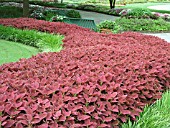 COLEUS BURGUNDY SUN