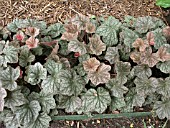 HEUCHERA PEWTER VEIL