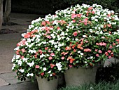 IMPATIENS WALLERIANA CONTAINERS