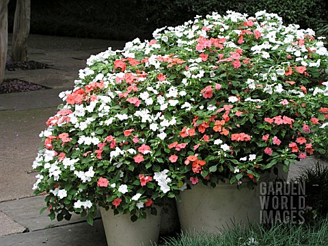 IMPATIENS_WALLERIANA_CONTAINERS
