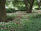 IMPATIENS WALLERIANA DAZZLER MERLOT MIX