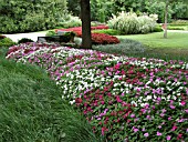 IMPATIENS WALLERIANA DAZZLER MERLOT MIX