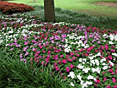 IMPATIENS WALLERIANA DAZZLER MERLOT MIX