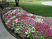 IMPATIENS WALLERIANA DAZZLER MERLOT MIX