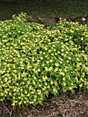 MELAMPODIUM PALUDOSUM LEMON DELIGHT