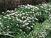 PENTAS LANCEOLATA BUTTERFLY BLUSH