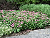 PENTAS LANCEOLATA BUTTERFLY PINK