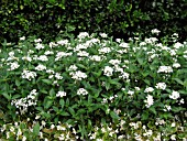 PENTAS LANCEOLATA GALAXY POLARIS WHITE