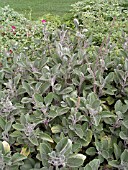 PLECTRANTHUS SILVER SEAS