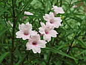 RUELLIA CHI CHI