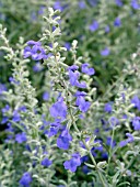 SALVIA AZUREA