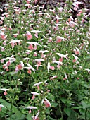 SALVIA COCCINEA CORAL NYMPH