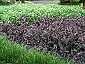 TRADESCANTIA (SETCREASEA) PURPUREA