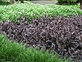 TRADESCANTIA (SETCREASEA) PURPUREA