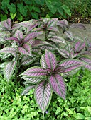 STROBILANTHES DYERIANUS