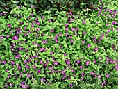 TORENIA SUMMER WAVE VIOLET