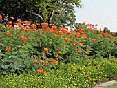 CAESALPINIA PULCHERRIMA