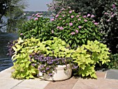 CONTAINER PLANTING IMPOMOEA MARGARITA, PENTAS LANCEOLATA, SCAEVOLA AEMULA