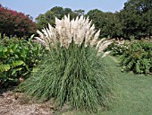 CORTADERIA SELLOANA PUMILA