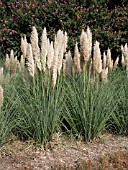 CORTADERIA SELLOANA PUMILA