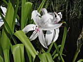 CRINUM AMERICANUM
