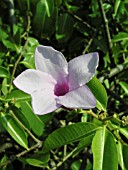 CRYPTOSTEGIA GRANDIFLORA