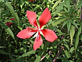 HIBISCUS COCCINEUS