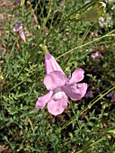 INCARVILLEA SINENSIS PINK FAIRY