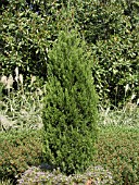 JUNIPERUS CHINENSIS SPARTAN