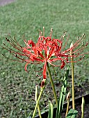 LYCORIS RADIATA