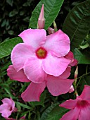 MANDEVILLA ALICE DU PONT