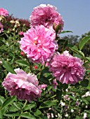 ROSA CALDWELL PINK